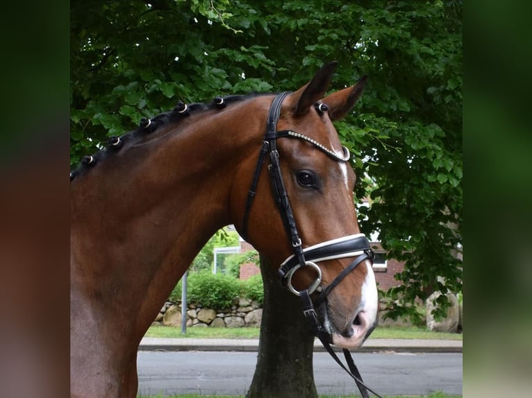 Hannoveraan Ruin 3 Jaar 170 cm Bruin in Fredenbeck