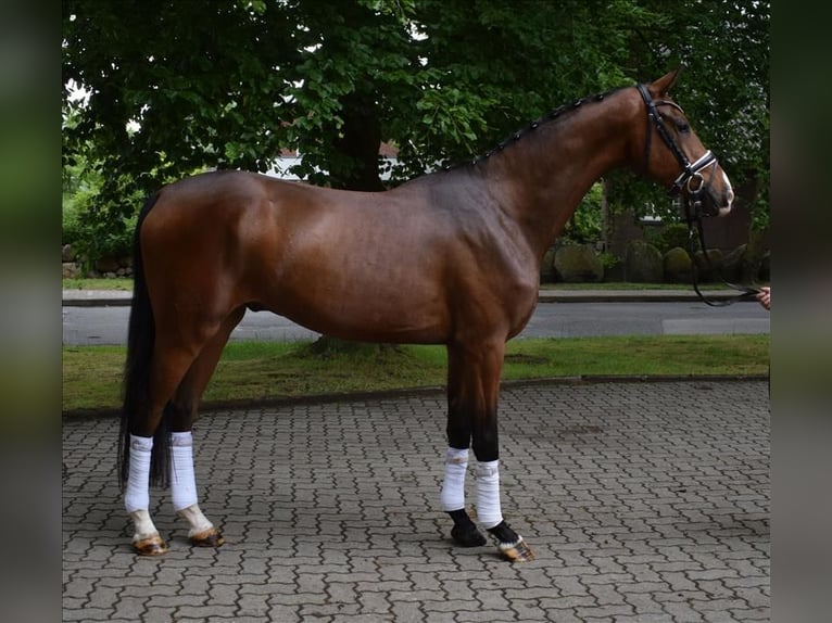 Hannoveraan Ruin 3 Jaar 170 cm Bruin in Fredenbeck