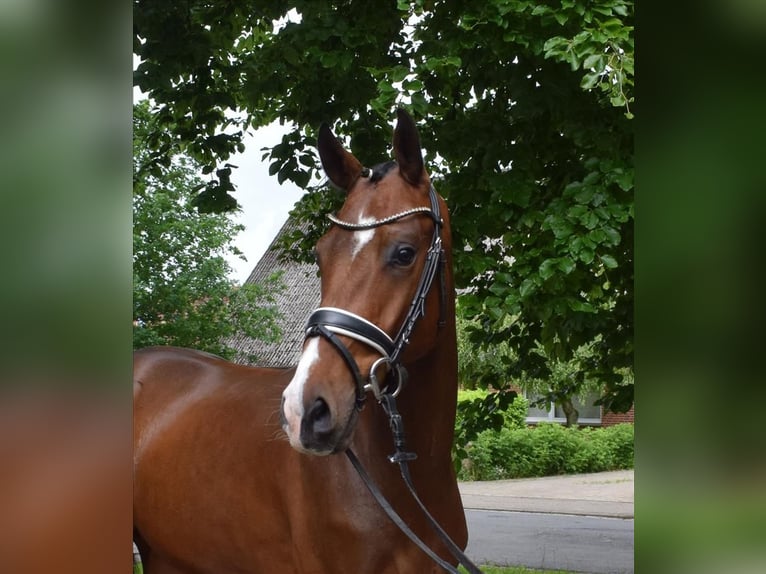 Hannoveraan Ruin 3 Jaar 170 cm Bruin in Fredenbeck