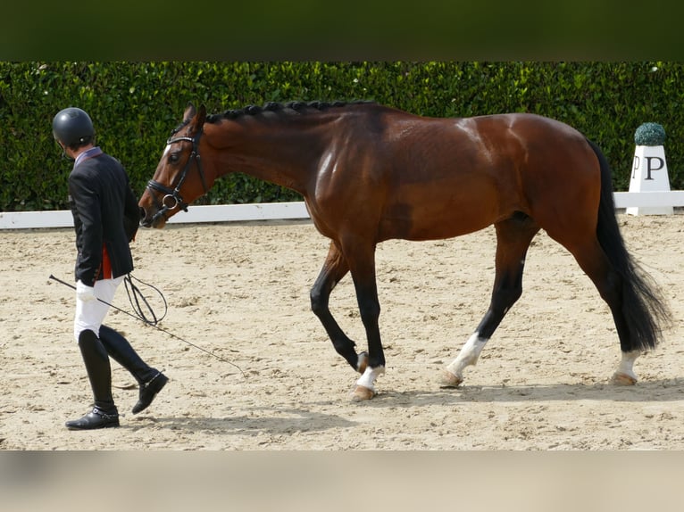 Hannoveraan Ruin 3 Jaar 170 cm Bruin in Greifenstein