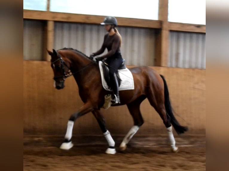 Hannoveraan Ruin 3 Jaar 170 cm Bruin in Fredenbeck