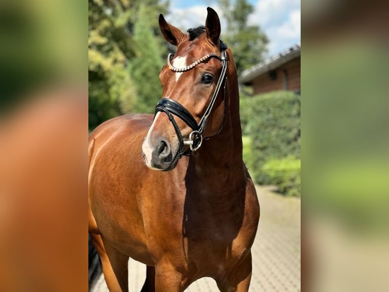 Hannoveraan Ruin 3 Jaar 170 cm Bruin in Lippetal