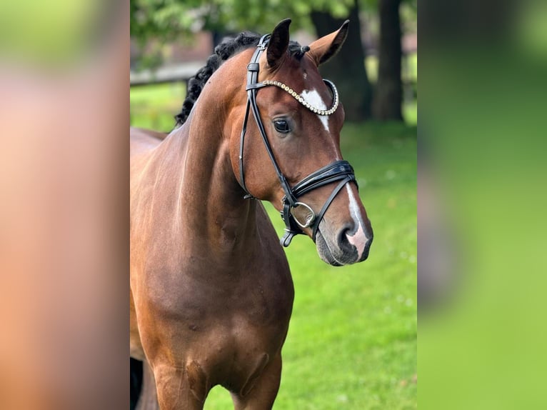 Hannoveraan Ruin 3 Jaar 170 cm Bruin in Lippetal