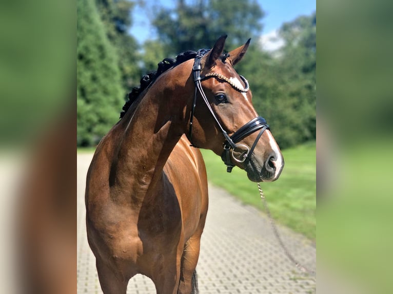 Hannoveraan Ruin 3 Jaar 170 cm Bruin in Lippetal