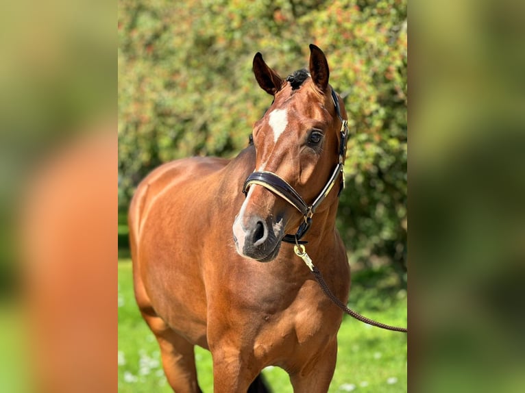 Hannoveraan Ruin 3 Jaar 170 cm Bruin in Lippetal