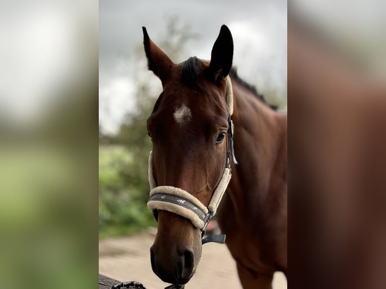 Hannoveraan Ruin 3 Jaar 170 cm Bruin in Neuenkirchen