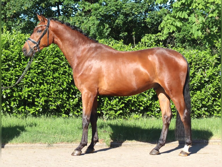 Hannoveraan Ruin 3 Jaar 170 cm Bruin in Selsingen