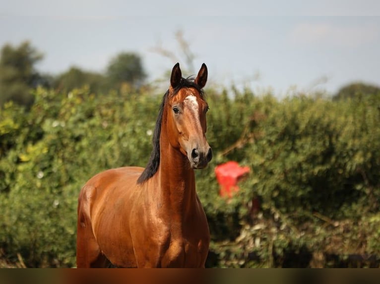 Hannoveraan Ruin 3 Jaar 170 cm Bruin in Moers