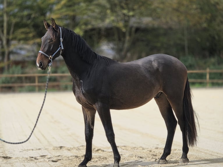 Hannoveraan Ruin 3 Jaar 170 cm Bruin in Neuss