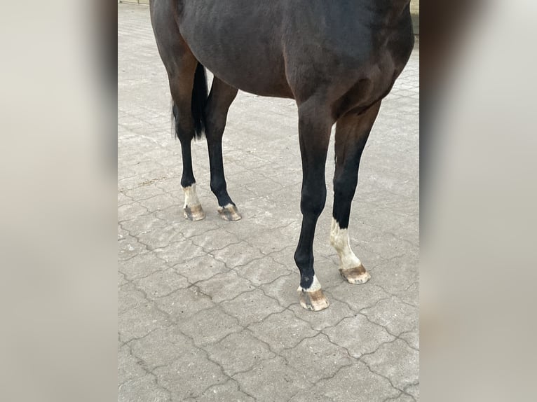 Hannoveraan Ruin 3 Jaar 170 cm Donkerbruin in Bremen