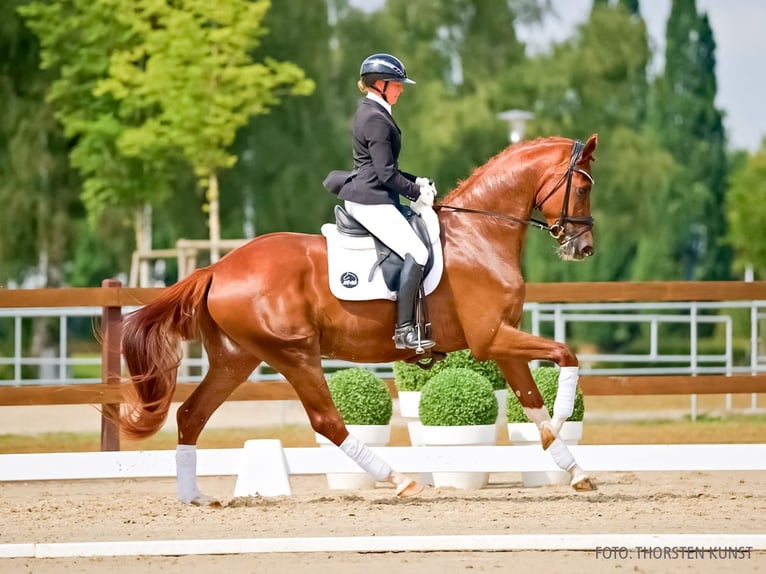 Hannoveraan Ruin 3 Jaar 170 cm Donkere-vos in Verden