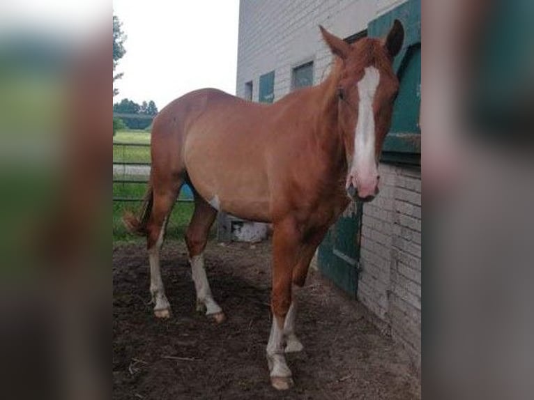 Hannoveraan Ruin 3 Jaar 170 cm Vos in Trebel