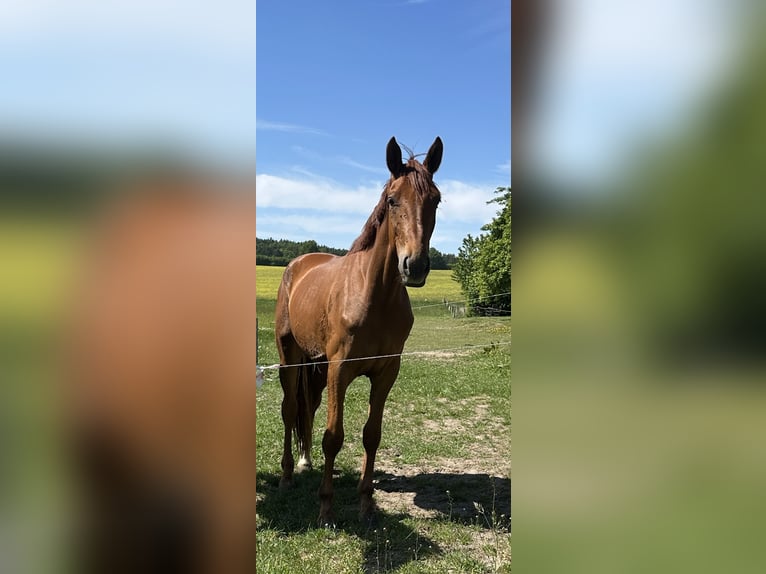 Hannoveraan Ruin 3 Jaar 170 cm Vos in Wensin