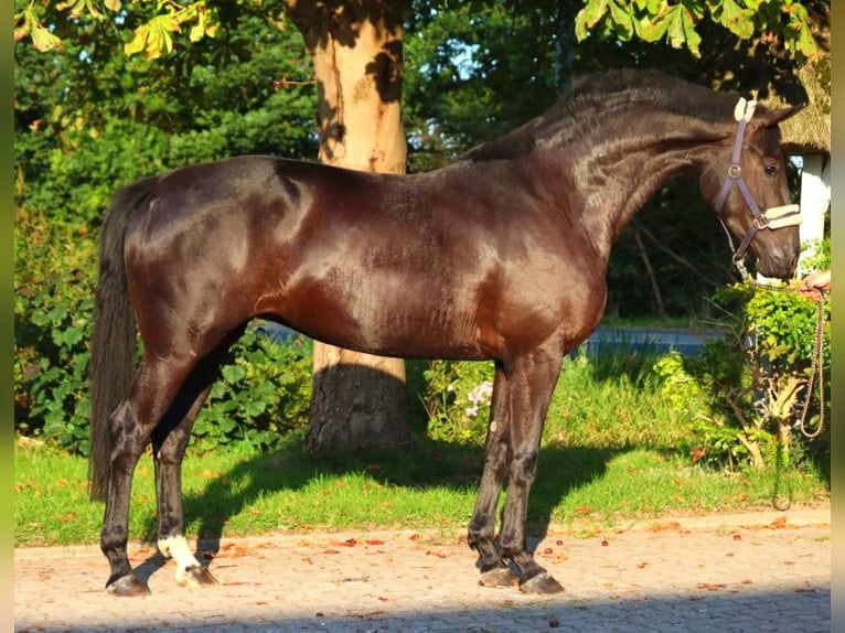 Hannoveraan Ruin 3 Jaar 170 cm Zwart in Selsingen