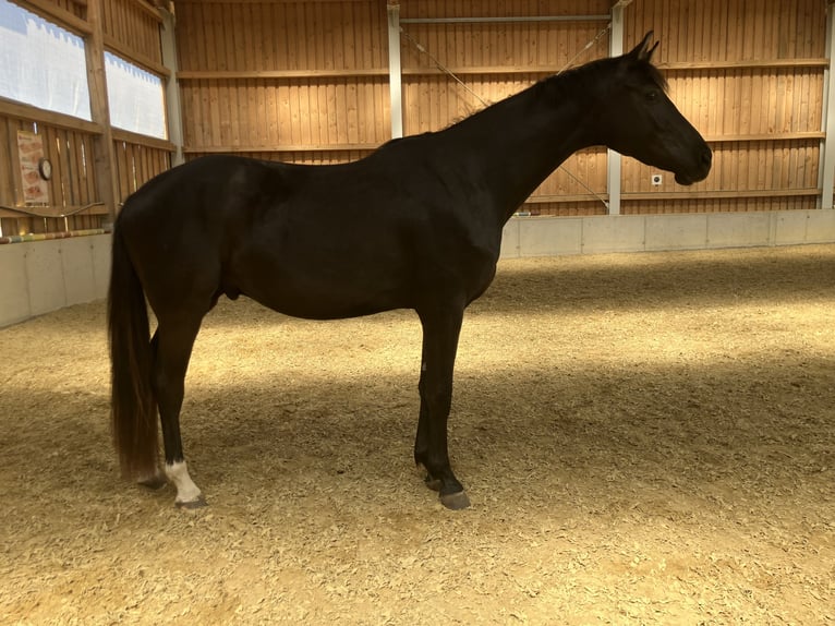 Hannoveraan Ruin 3 Jaar 170 cm Zwartbruin in Großtaxen