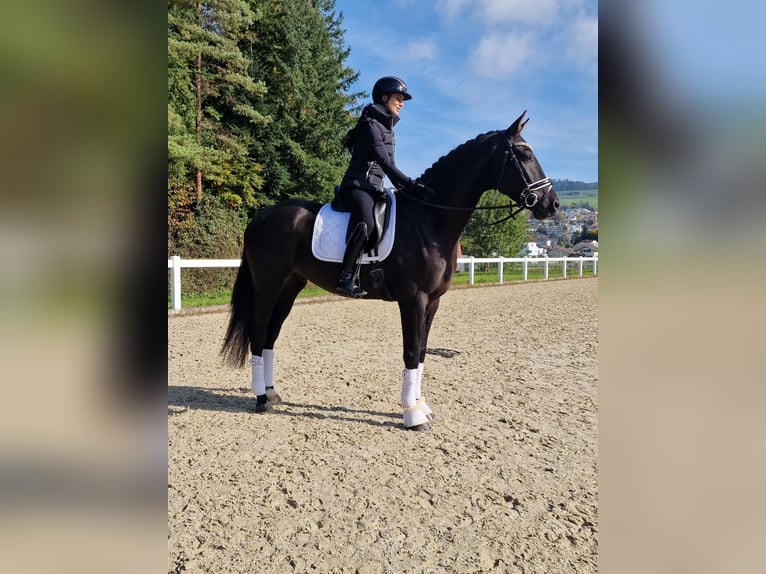 Hannoveraan Ruin 3 Jaar 170 cm Zwartbruin in Hermetschwil-Staffeln