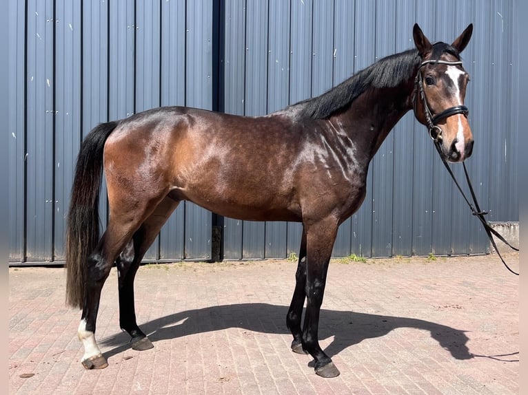 Hannoveraan Ruin 3 Jaar 170 cm Zwartbruin in Lentföhrden