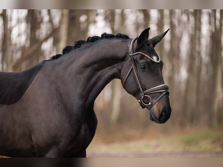 Hannoveraan Ruin 3 Jaar 170 cm Zwartbruin in Wehringen