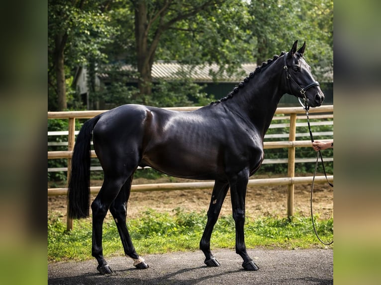 Hannoveraan Ruin 3 Jaar 170 cm Zwartbruin in WormsWorms