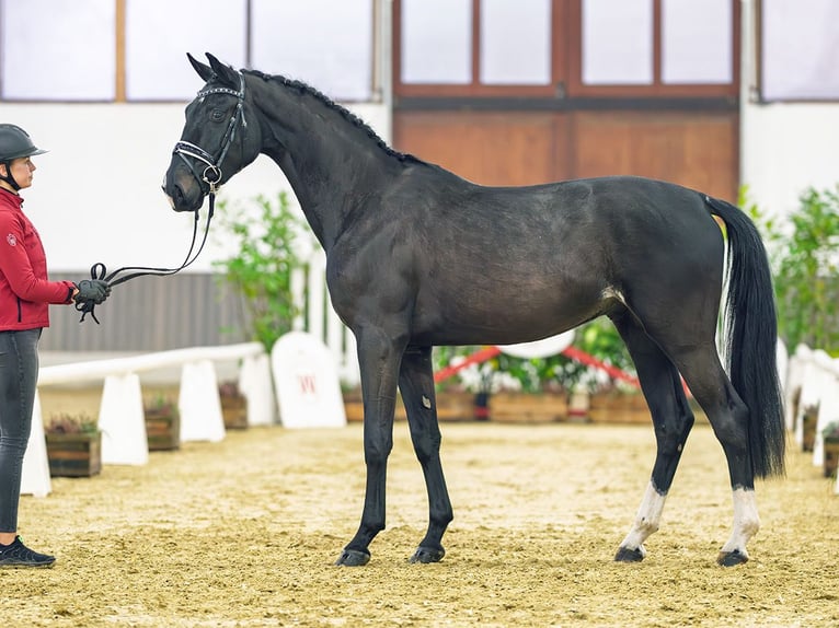 Hannoveraan Ruin 3 Jaar 170 cm Zwartbruin in Münster-Handorf