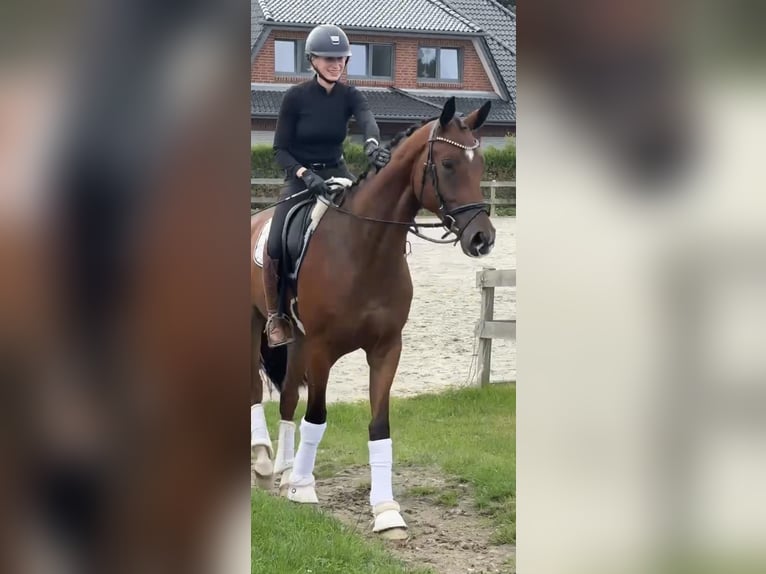 Hannoveraan Ruin 3 Jaar 171 cm Bruin in Bargstedt