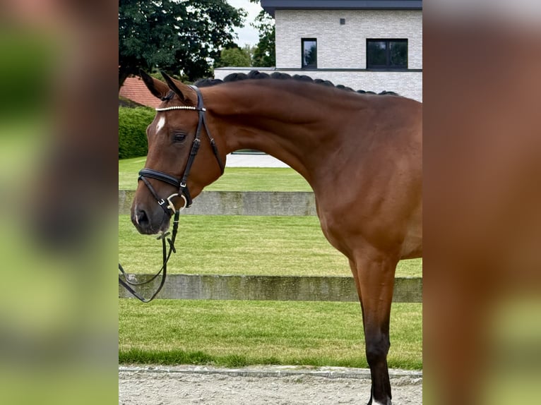 Hannoveraan Ruin 3 Jaar 171 cm Bruin in Bargstedt