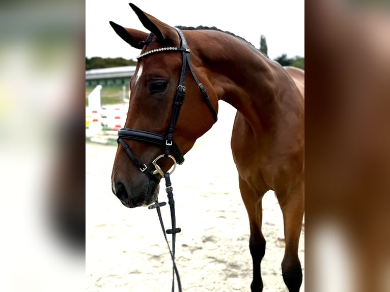 Hannoveraan Ruin 3 Jaar 171 cm Bruin in Bargstedt