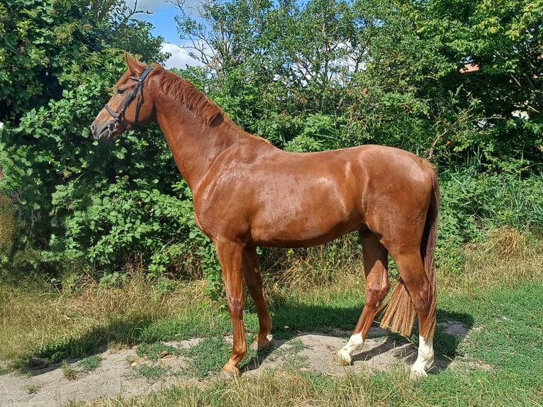 Hannoveraan Ruin 3 Jaar 171 cm in Worms