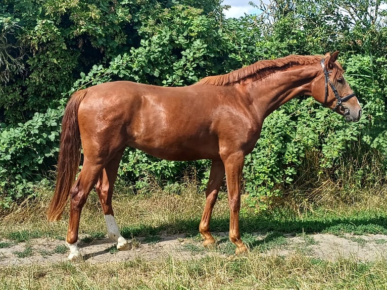Hannoveraan Ruin 3 Jaar 171 cm in Worms