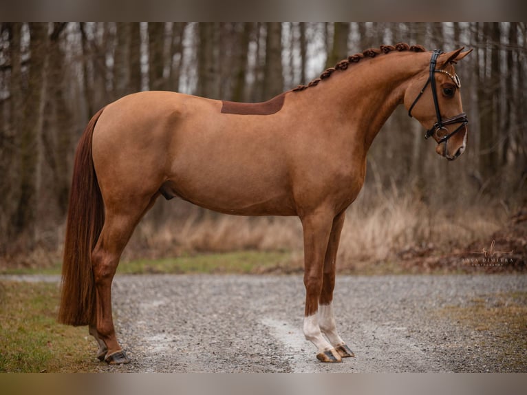 Hannoveraan Ruin 3 Jaar 171 cm Vos in Wehringen