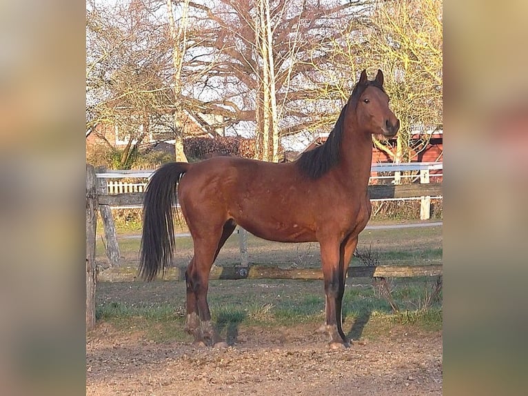 Hannoveraan Ruin 3 Jaar 172 cm Bruin in Ratekau