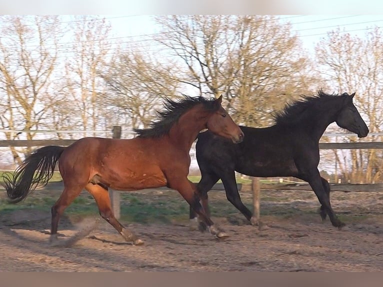 Hannoveraan Ruin 3 Jaar 172 cm Bruin in Ratekau