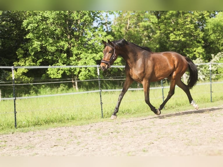 Hannoveraan Ruin 3 Jaar 172 cm Bruin in Wust Briest