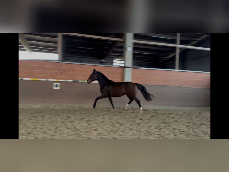 Hannoveraan Ruin 3 Jaar 172 cm Bruin in Langwedel