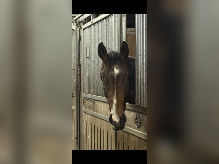 Hannoveraan Ruin 3 Jaar 172 cm Bruin in Langwedel