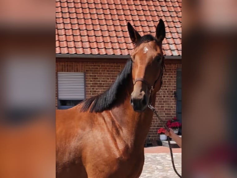 Hannoveraan Ruin 3 Jaar 172 cm Bruin in Pollitz