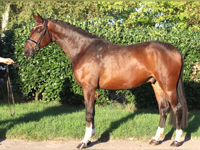 Hannoveraan Ruin 3 Jaar 172 cm Bruin in Selsingen