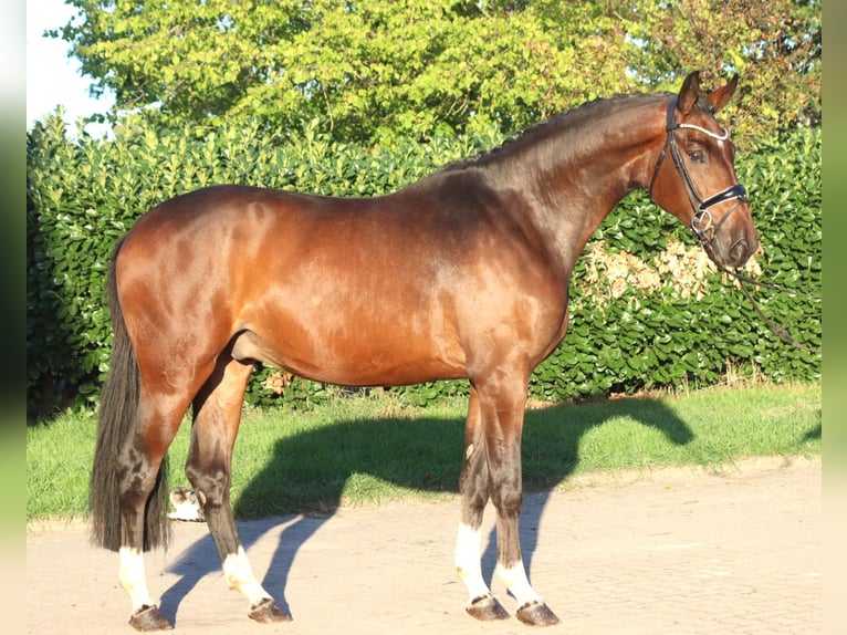 Hannoveraan Ruin 3 Jaar 172 cm Bruin in Selsingen