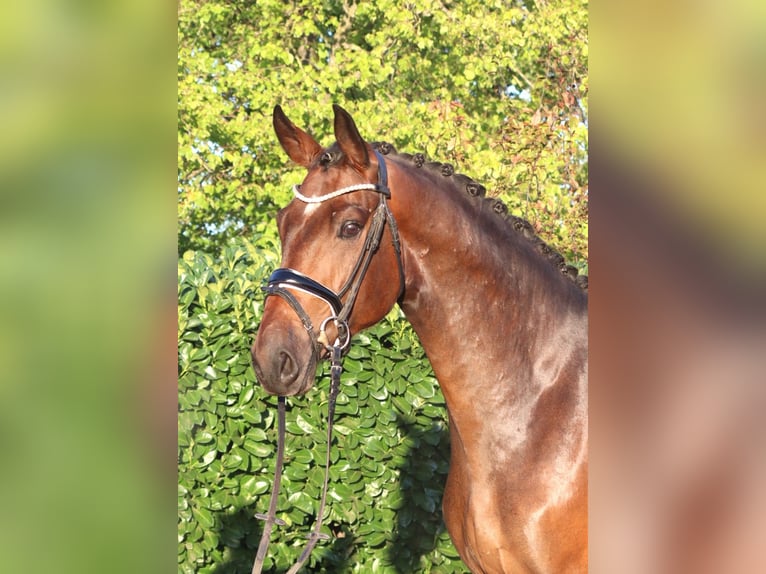 Hannoveraan Ruin 3 Jaar 172 cm Bruin in Selsingen
