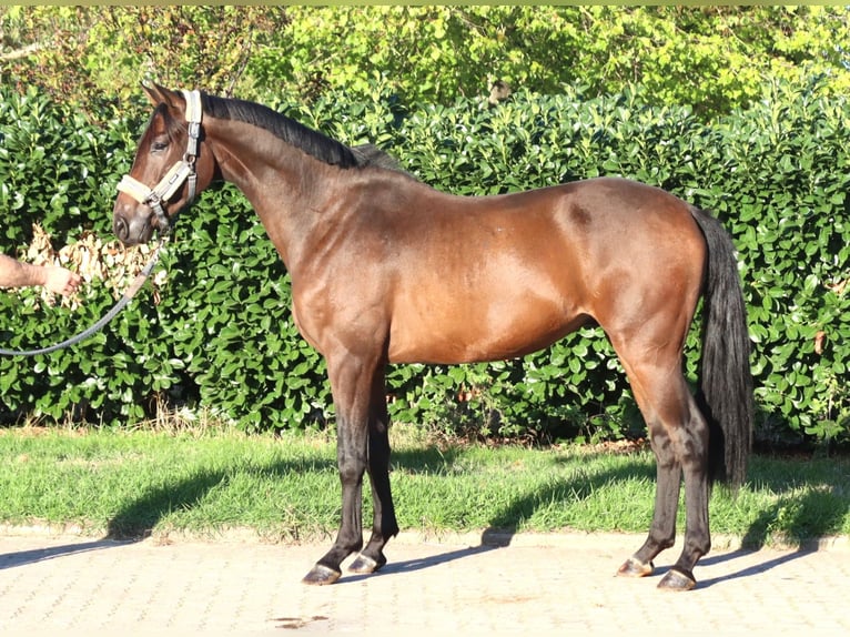 Hannoveraan Ruin 3 Jaar 172 cm Bruin in Selsingen
