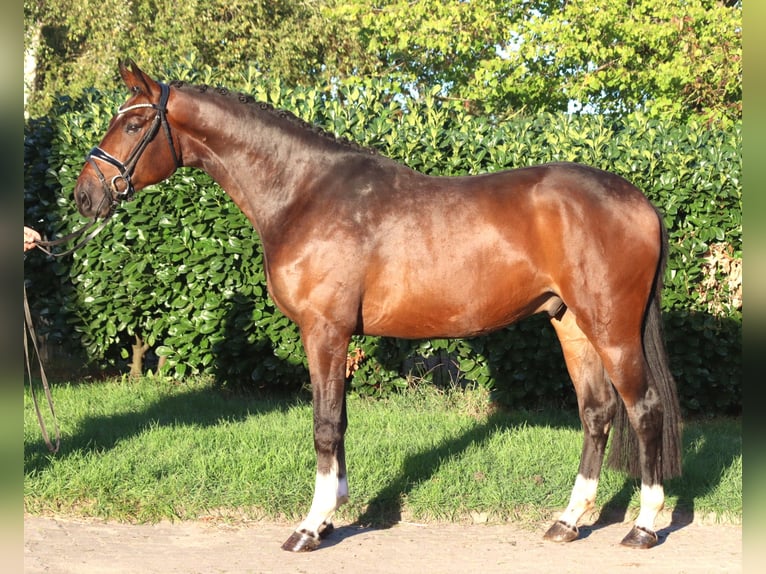 Hannoveraan Ruin 3 Jaar 172 cm Bruin in Selsingen