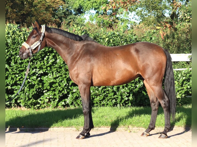 Hannoveraan Ruin 3 Jaar 172 cm Bruin in Selsingen