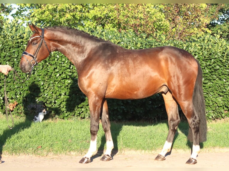 Hannoveraan Ruin 3 Jaar 172 cm Bruin in Selsingen