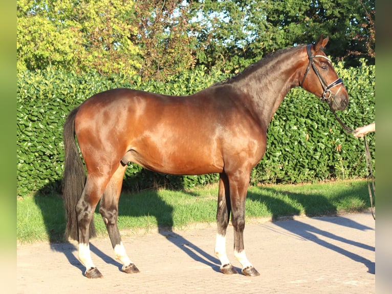 Hannoveraan Ruin 3 Jaar 172 cm Bruin in Selsingen