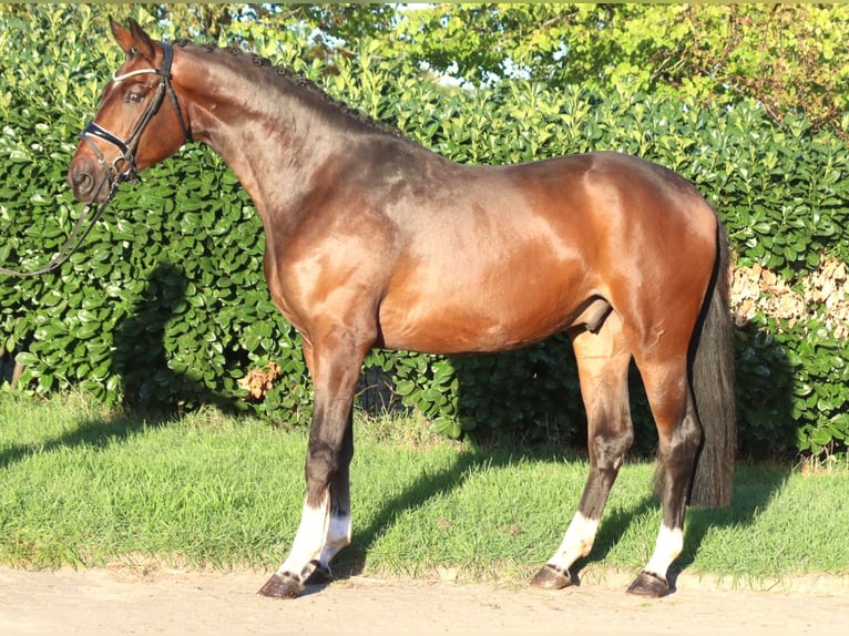Hannoveraan Ruin 3 Jaar 172 cm Bruin in Selsingen