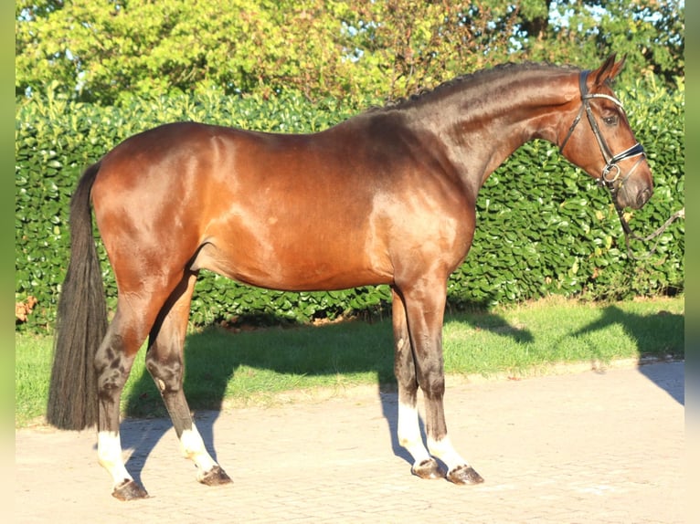 Hannoveraan Ruin 3 Jaar 172 cm Bruin in Selsingen