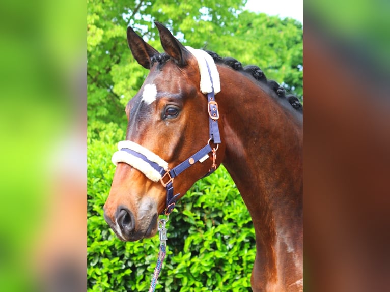 Hannoveraan Ruin 3 Jaar 172 cm Bruin in Selsingen