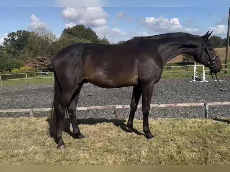 Hannoveraan Ruin 3 Jaar 172 cm Donkerbruin in Hasbergen