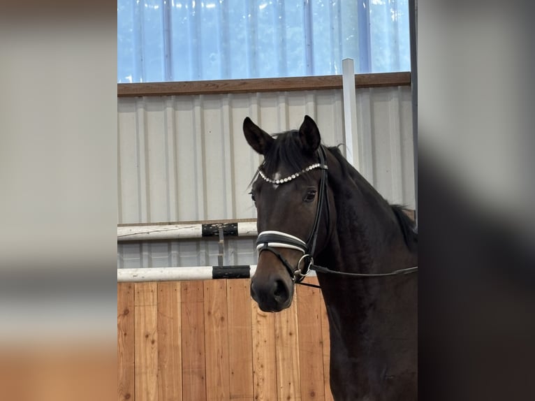 Hannoveraan Ruin 3 Jaar 172 cm Donkerbruin in Römstedt