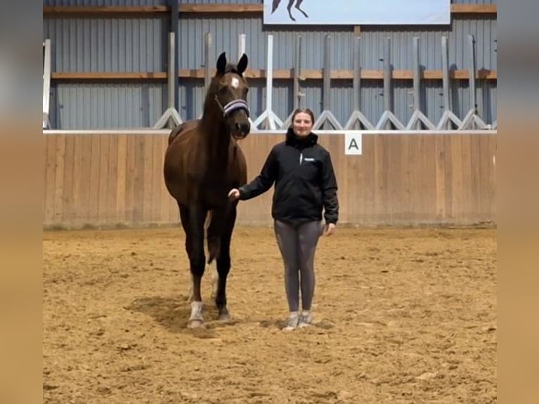 Hannoveraan Ruin 3 Jaar 172 cm Donkere-vos in Hamersen